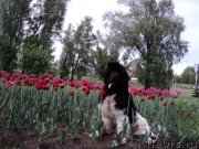 Превью фото № 154126