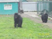 Превью фото № 154137