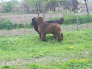 Превью фото № 154139