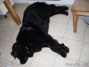 Превью фото № 154188