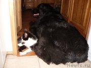 Превью фото № 154189