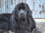 Превью фото № 154251