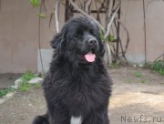 Превью фото № 154252