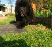 Превью фото № 154255