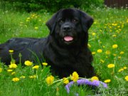 Превью фото № 154278