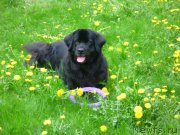 Превью фото № 154279