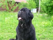 Превью фото № 154282