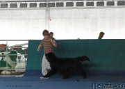 Превью фото № 154301