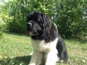 Превью фото № 154532