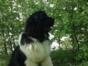 Превью фото № 154533