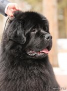 Превью фото № 154571