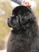 Превью фото № 154572