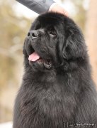 Превью фото № 154574