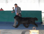 Превью фото № 154626