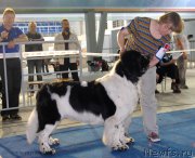 Превью фото № 154682