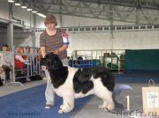 Превью фото № 154718