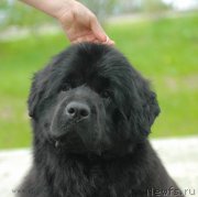 Превью фото № 154935