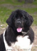 Превью фото № 154938