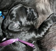 Превью фото № 154949