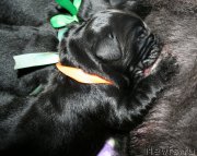 Превью фото № 154952