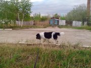 Превью фото № 155109