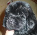 Превью фото № 15512