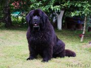 Превью фото № 155128