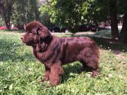 Превью фото № 155172