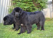 Превью фото № 155176