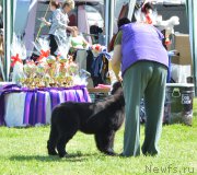 Превью фото № 155188