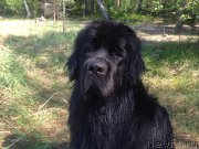 Превью фото № 155232