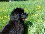 Превью фото № 155261