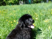 Превью фото № 155262