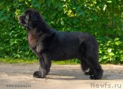 Превью фото № 155283