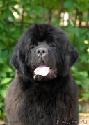 Превью фото № 155288