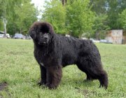 Превью фото № 155342