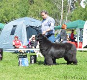 Превью фото № 155373