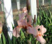 Превью фото № 155453