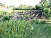 Превью фото № 155459