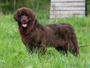 Превью фото № 155474