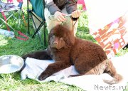 Превью фото № 155481