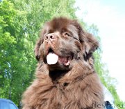 Превью фото № 155485