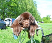 Превью фото № 155486