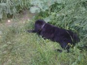 Превью фото № 155498