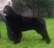 Превью фото № 155508