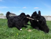 Превью фото № 155509