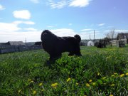 Превью фото № 155524