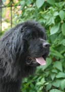 Превью фото № 155563