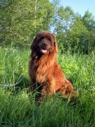 Превью фото № 155588