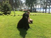 Превью фото № 155610